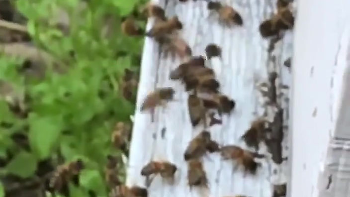 Slow motion Honey Bees